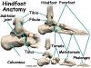Heel Bones Anatomy