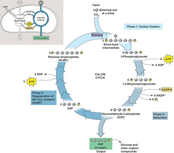 20 guide-to-calvin-cycle-diagram-essential-process-of-photosynthesis