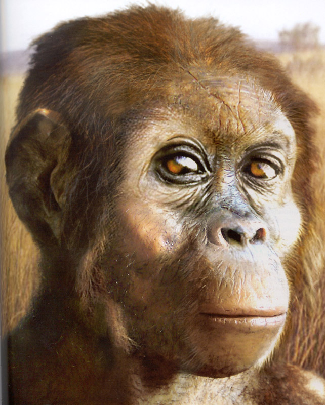 Australopithecus afarensis(오스트랄로피테쿠스 아파렌시스) 네이버 블로그