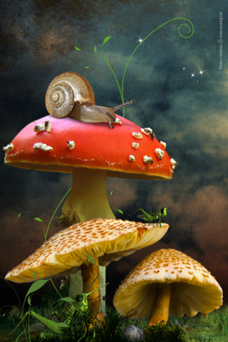 Snail-Mushroom.jpg?type=w2