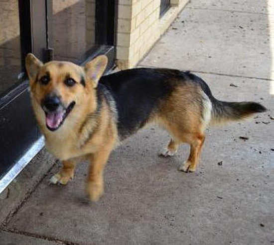 Pictures Of A Chihuahua And Dutchhound Dogs Pictures Of A Chihuahua And Dutchhound Dogs