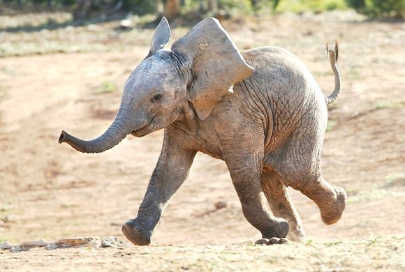 [4부합창악보] Baby Elephant Walk / 아기 코끼리의 걸음마 : 네이버 블로그
