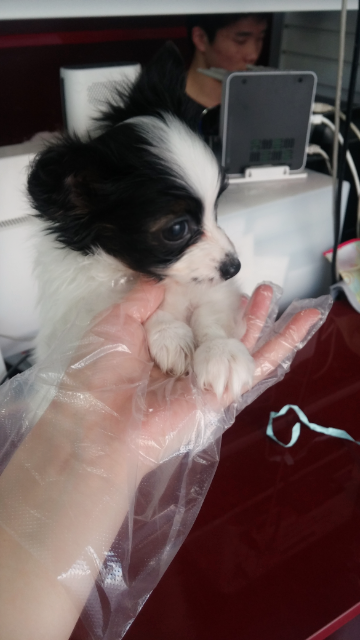 빠삐욘 이미지