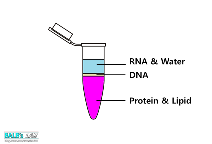 [15.07.22] RNA Isolation (TRIzol Reagent) 네이버 블로그
