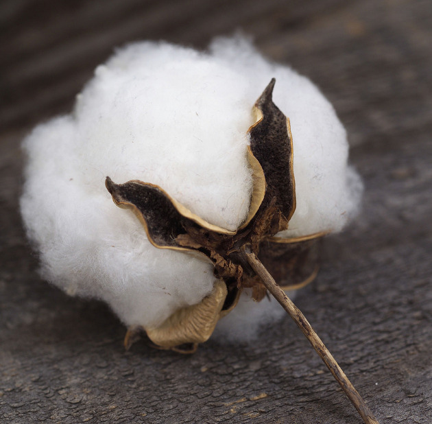 cotton