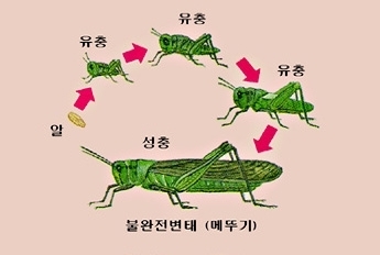 메뚜기의 한살이 : 네이버 블로그 메뚜기의 한살이 : 네이버 블로그
